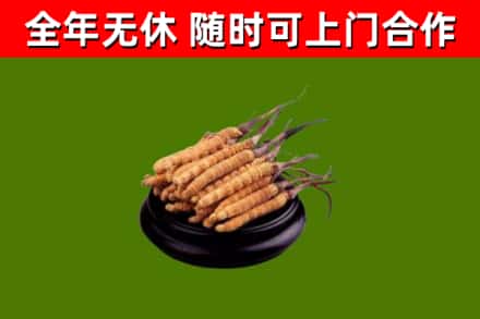 平泉回收散虫草